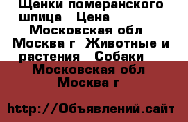 Щенки померанского шпица › Цена ­ 35 000 - Московская обл., Москва г. Животные и растения » Собаки   . Московская обл.,Москва г.